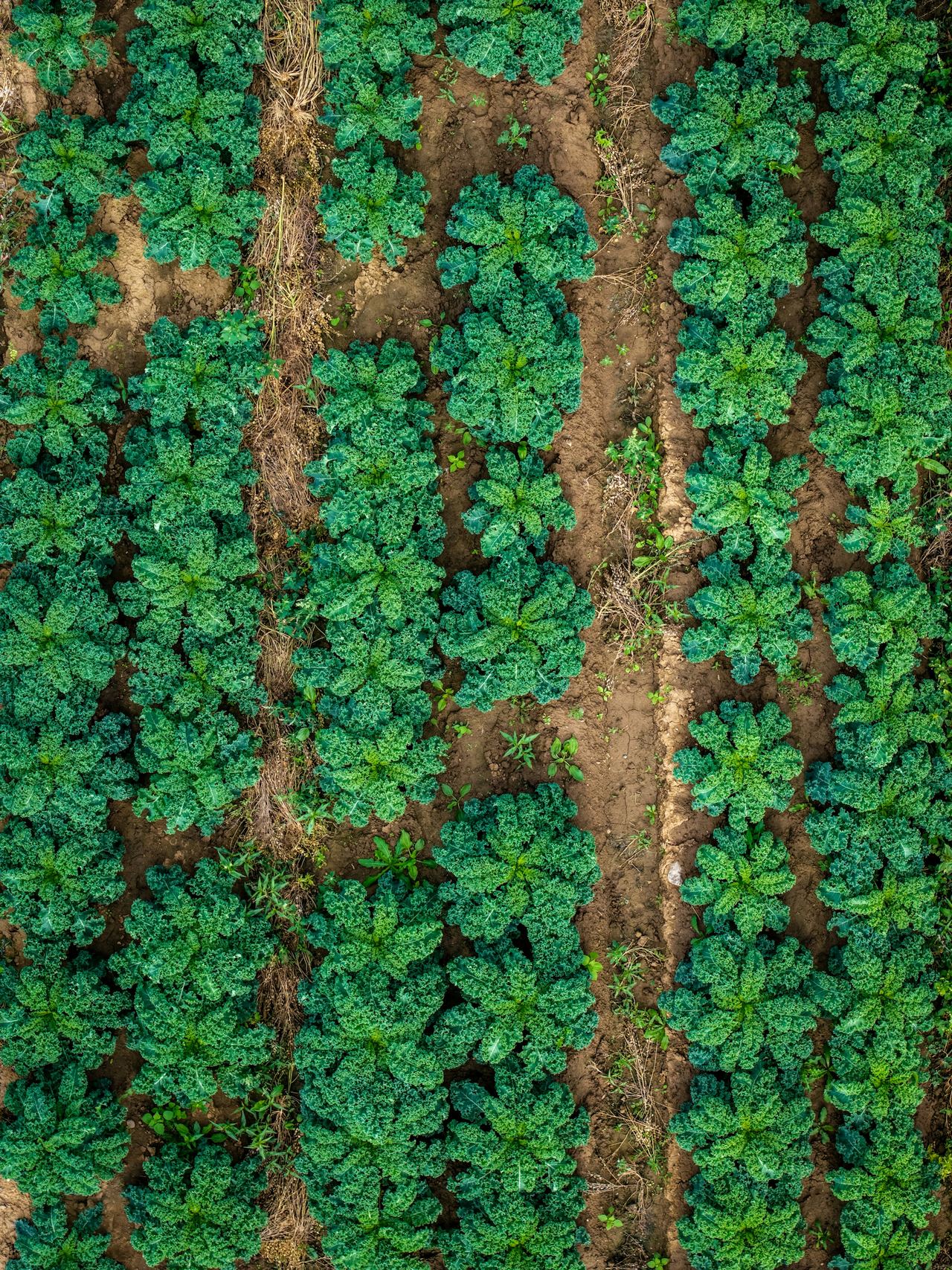 Aerial view of rows of leafy crops, the kind of image a monitoring drone maps