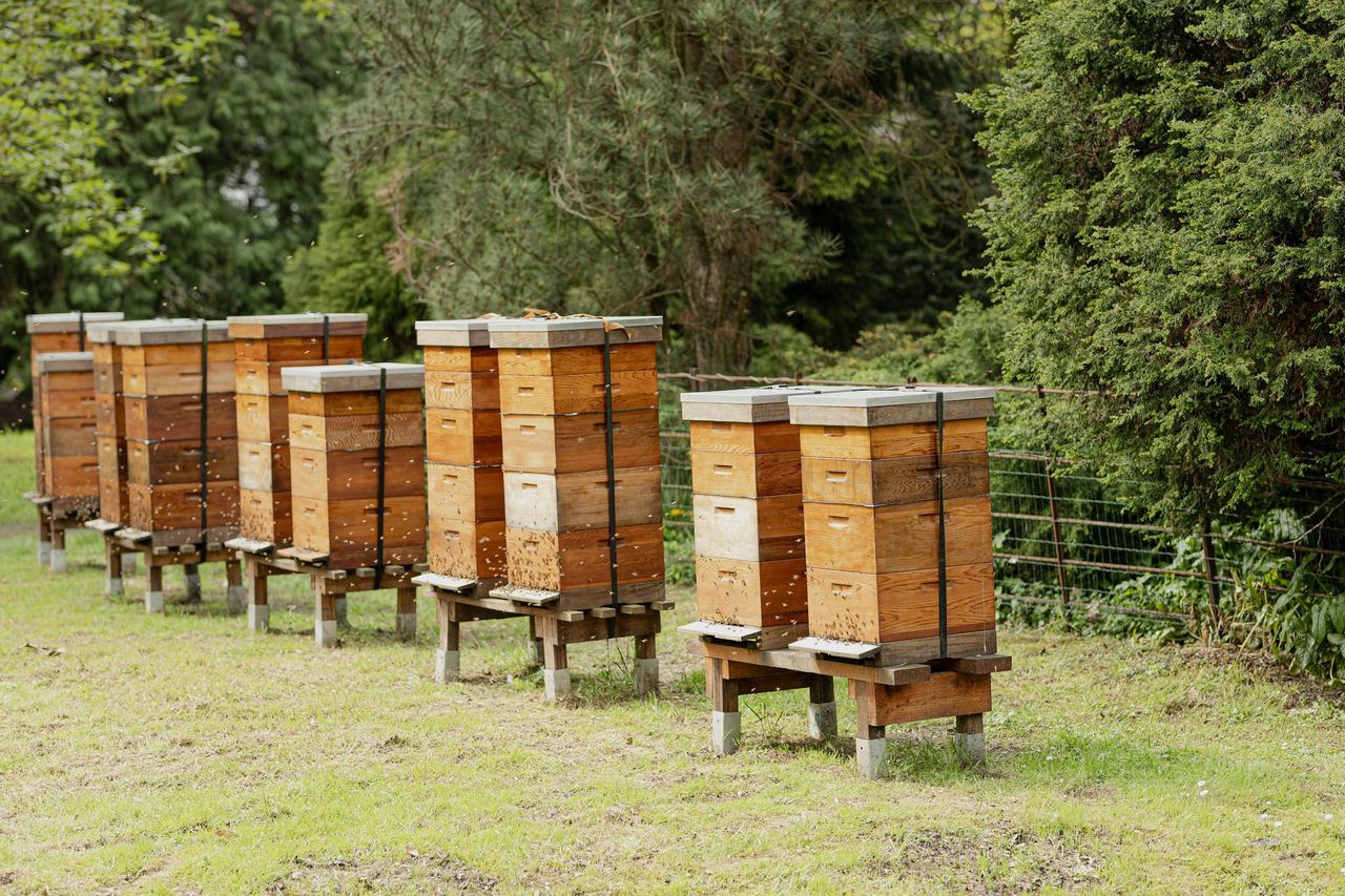 A row of beehives at the edge of a field