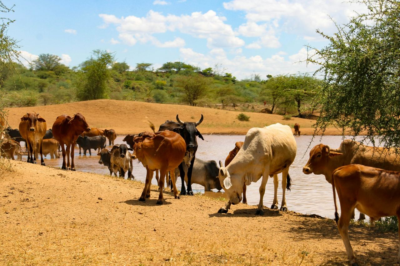 A herd of cattle at a watering point in dry African grassland
