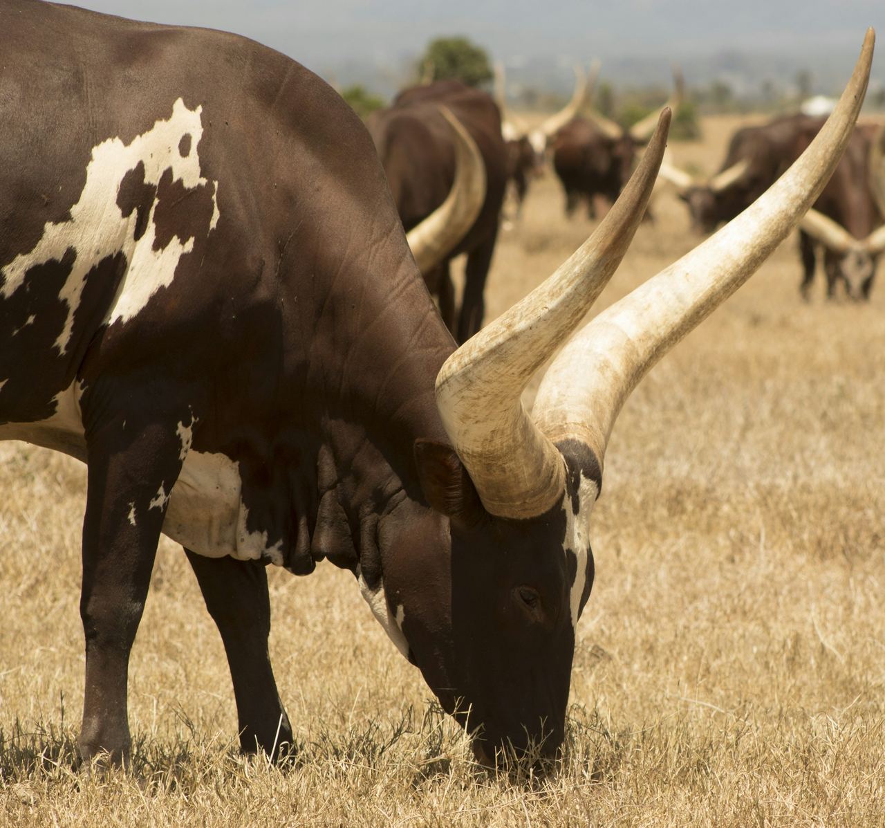 A long-horned cow grazing on dry grass