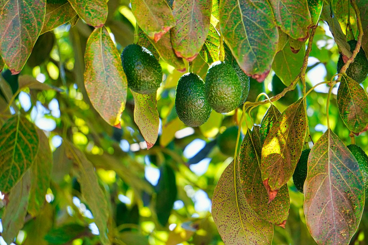 Avocados hanging on the tree among leaves