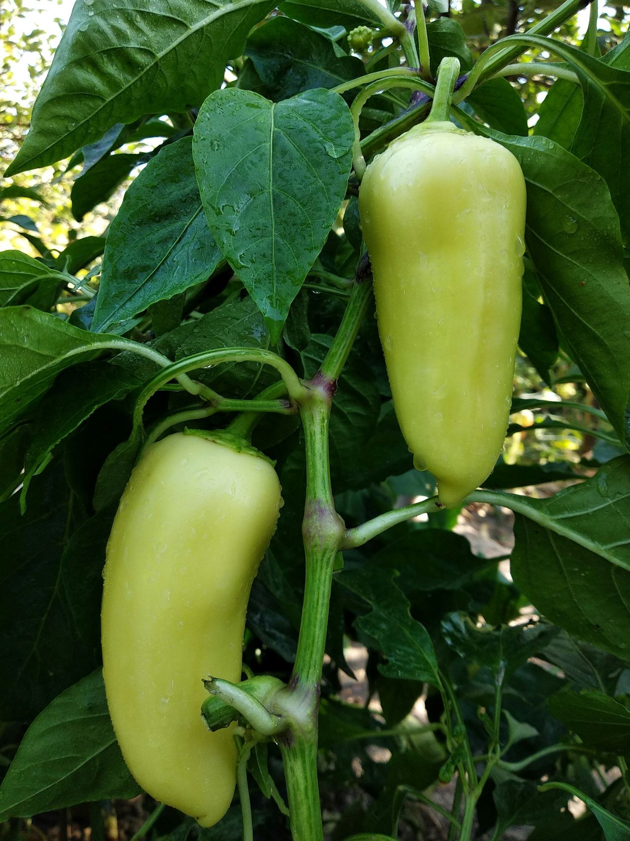 Green capsicum fruit growing on the plant