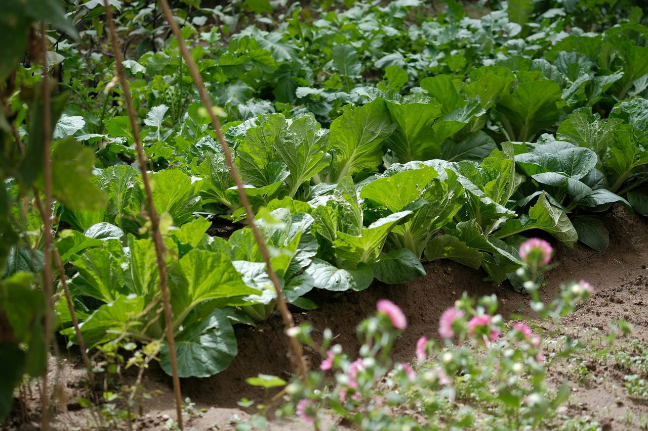Leafy greens growing in a vegetable field