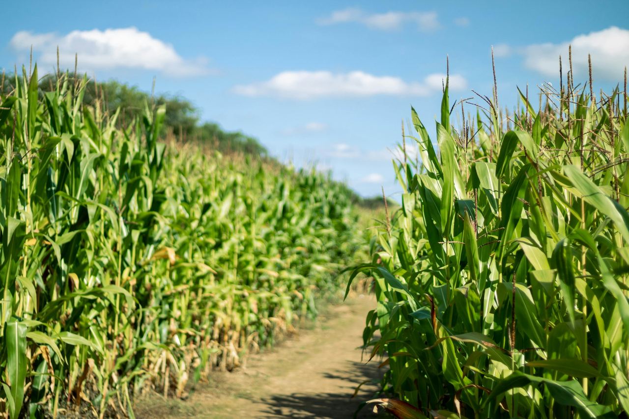 A path running between tall rows of maize