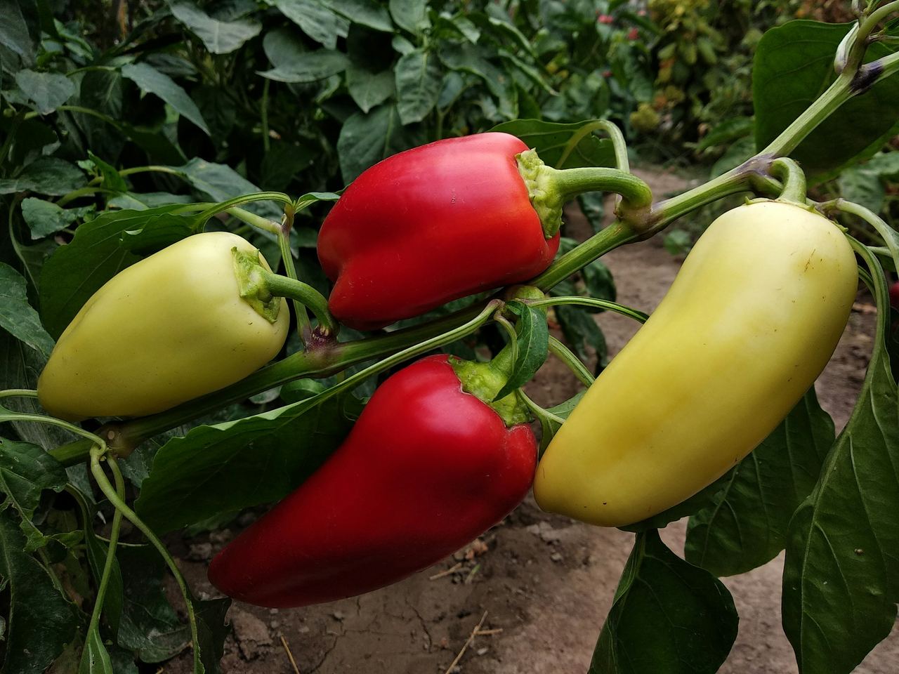 Red and yellow capsicum ripening on the plant