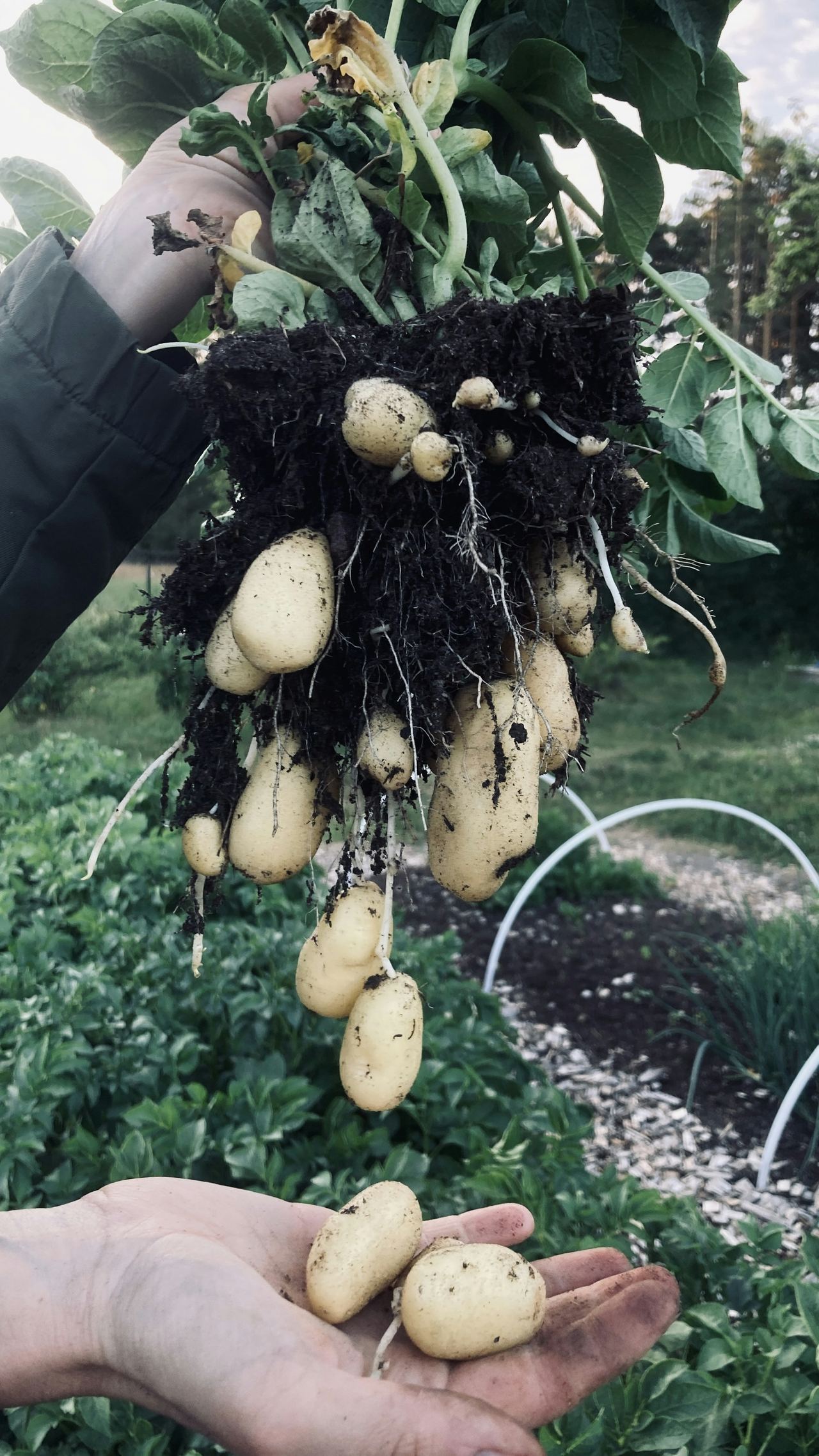 A potato plant lifted to show fresh tubers on the roots