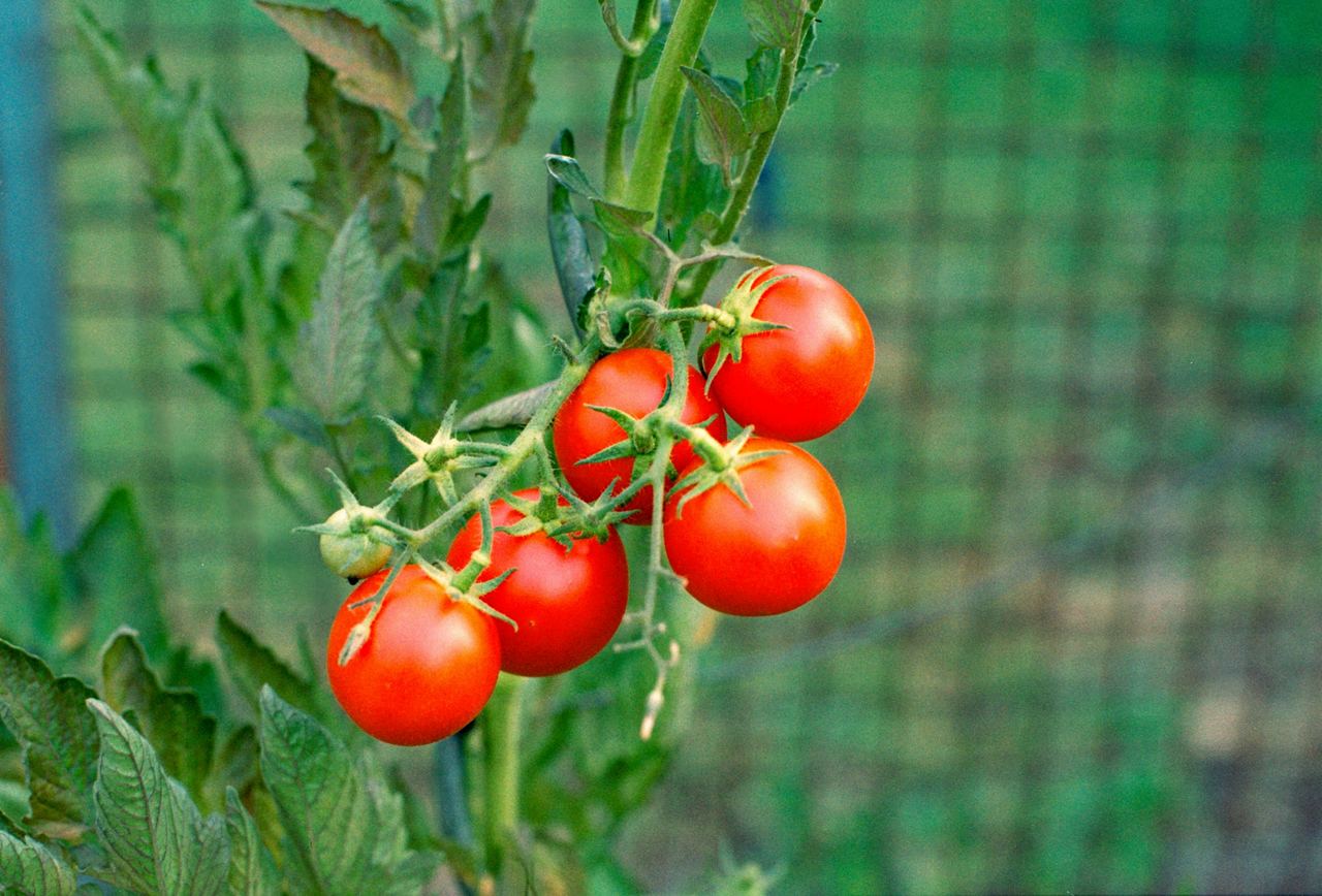 Ripe tomatoes on the vine