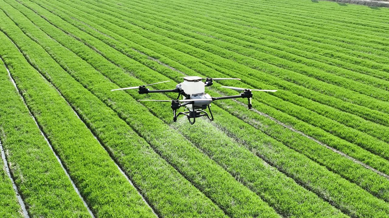An agricultural drone spraying a green field of crops