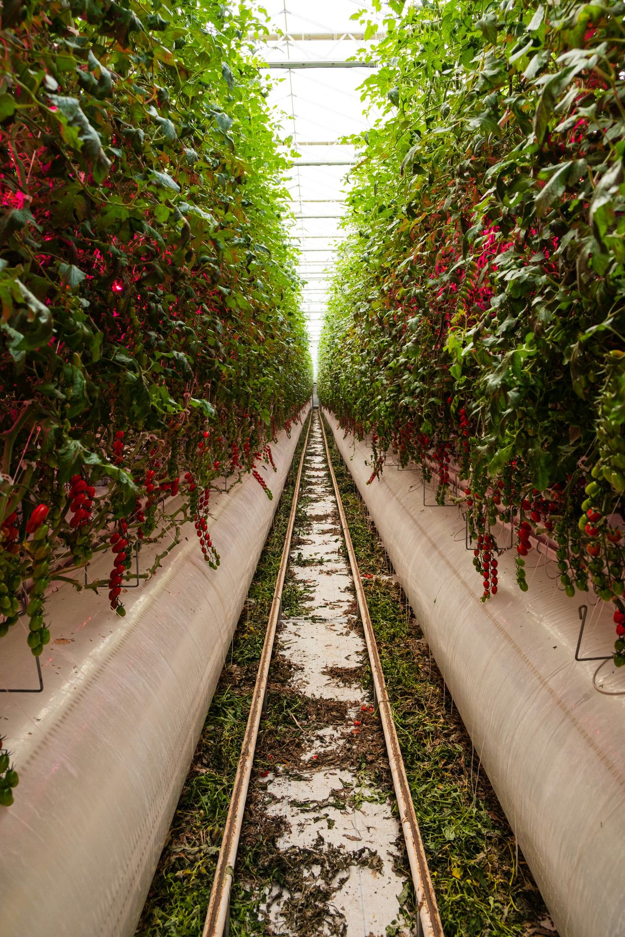 A long row of tomato plants trained up strings inside a greenhouse