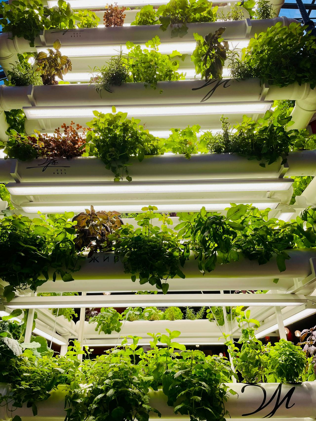 Leafy greens growing in stacked hydroponic channels