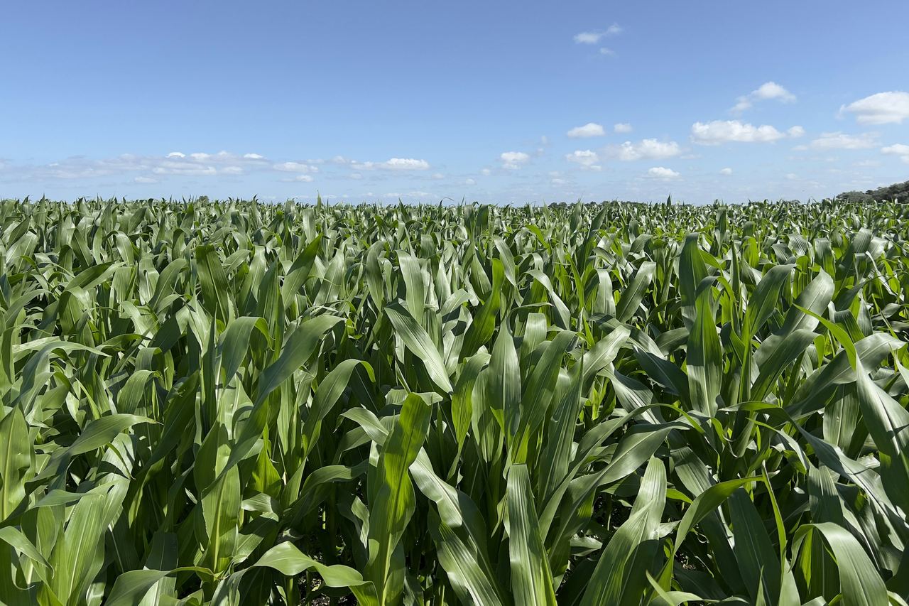 A large field of green maize under a blue sky