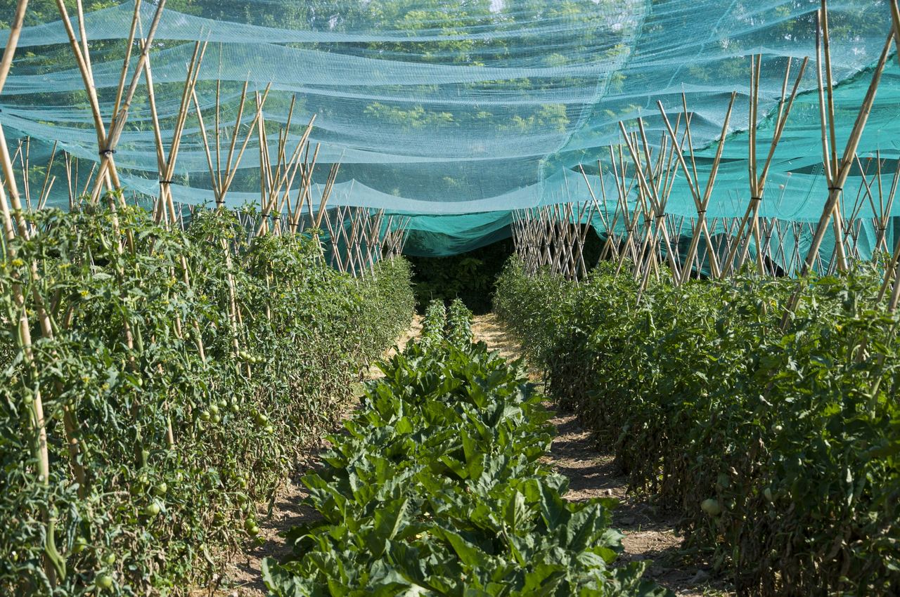 Crops growing under shade netting on a timber frame