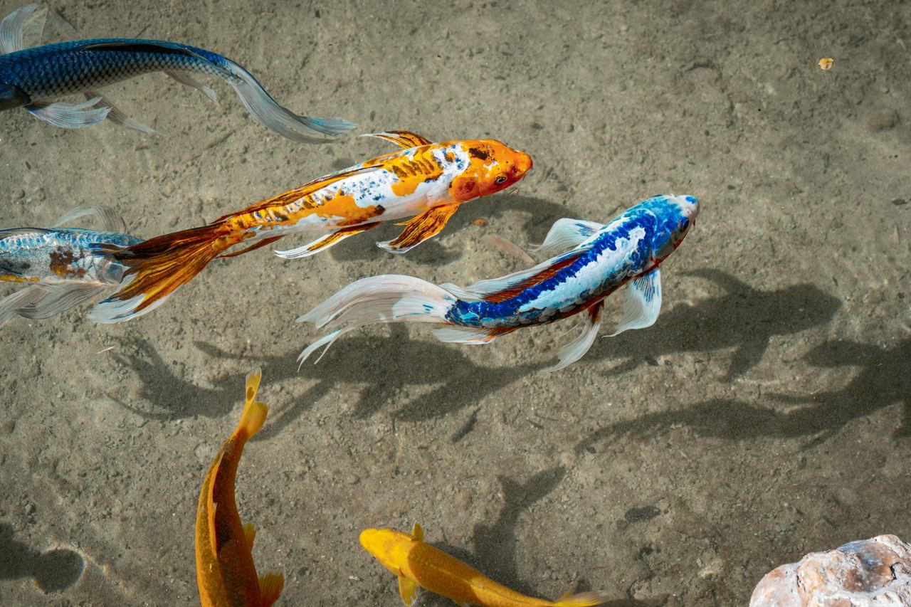 Fish swimming in a pond
