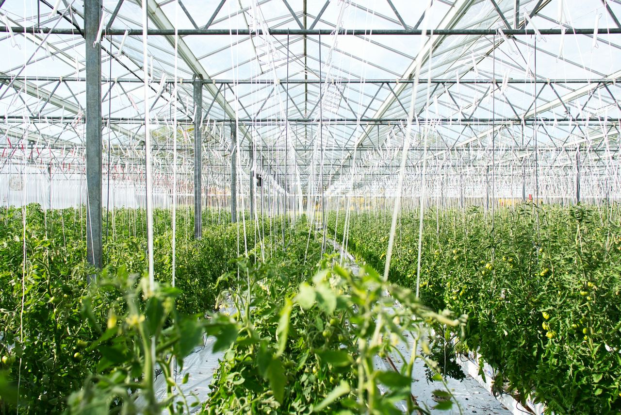 Tomato plants growing in rows under a glass greenhouse roof