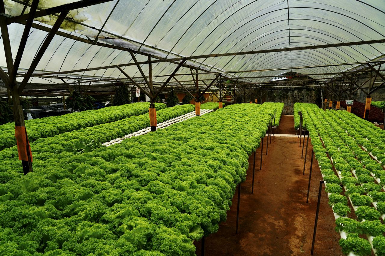 Rows of healthy plants growing inside a greenhouse