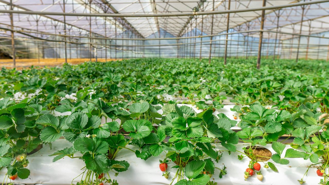 Raised hydroponic gutters of plants inside a greenhouse