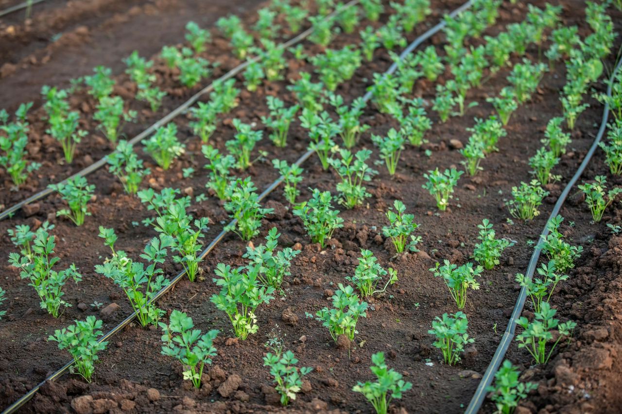 Young plants in rows with drip irrigation lines