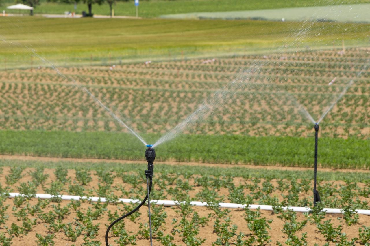 Sprinklers irrigating a young crop field