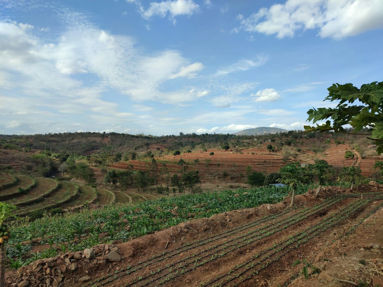 Terraced smallholder farms on a hillside in Kenya