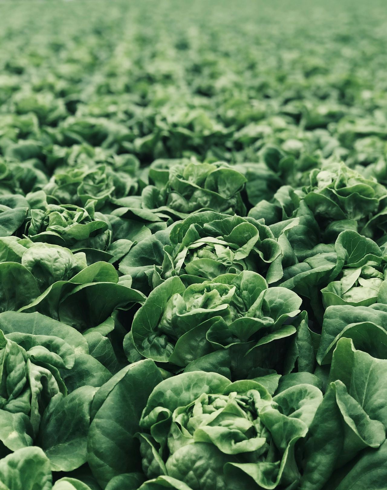 Rows of butter lettuce heads growing densely