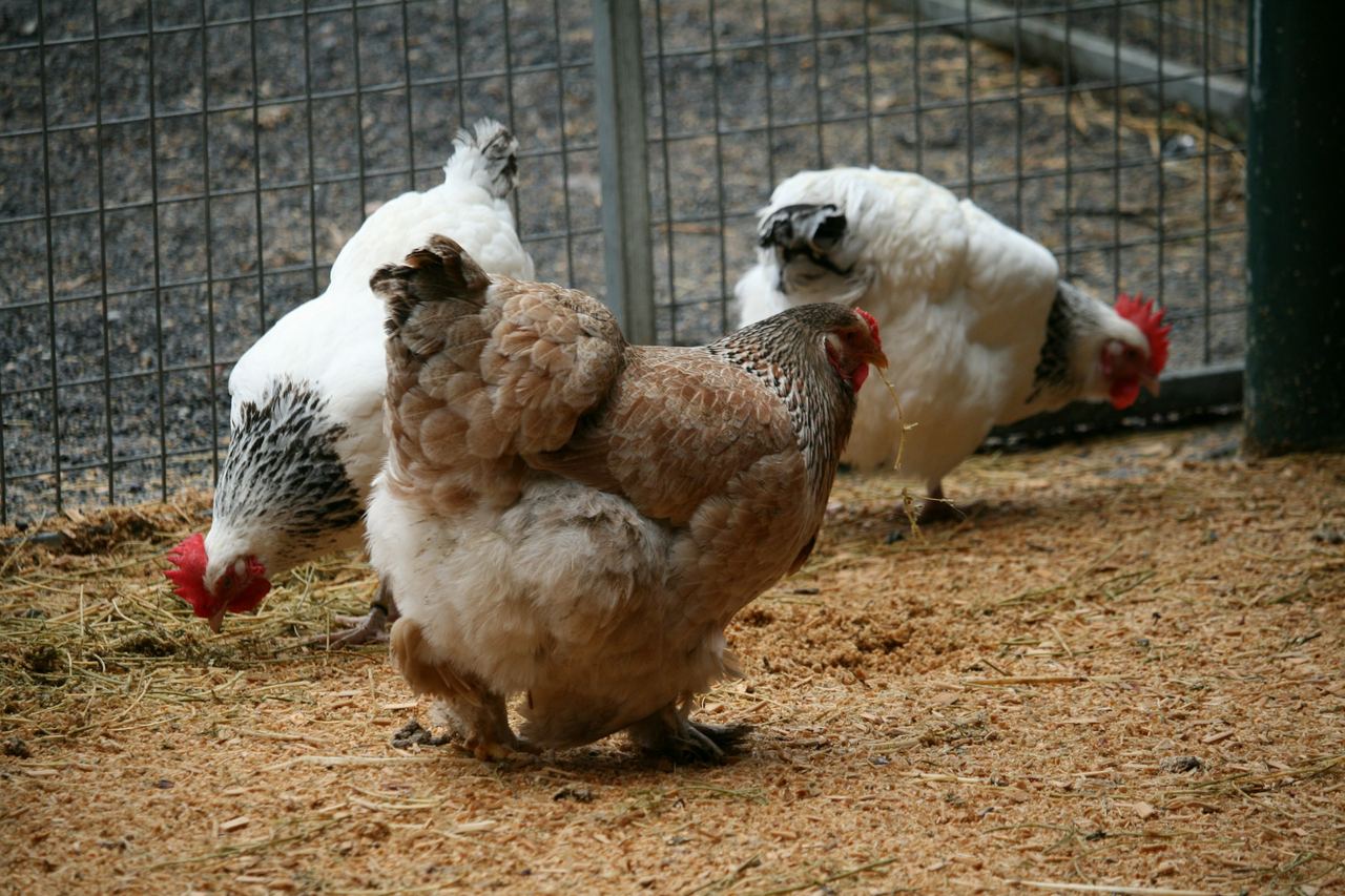 Chickens foraging in a poultry run