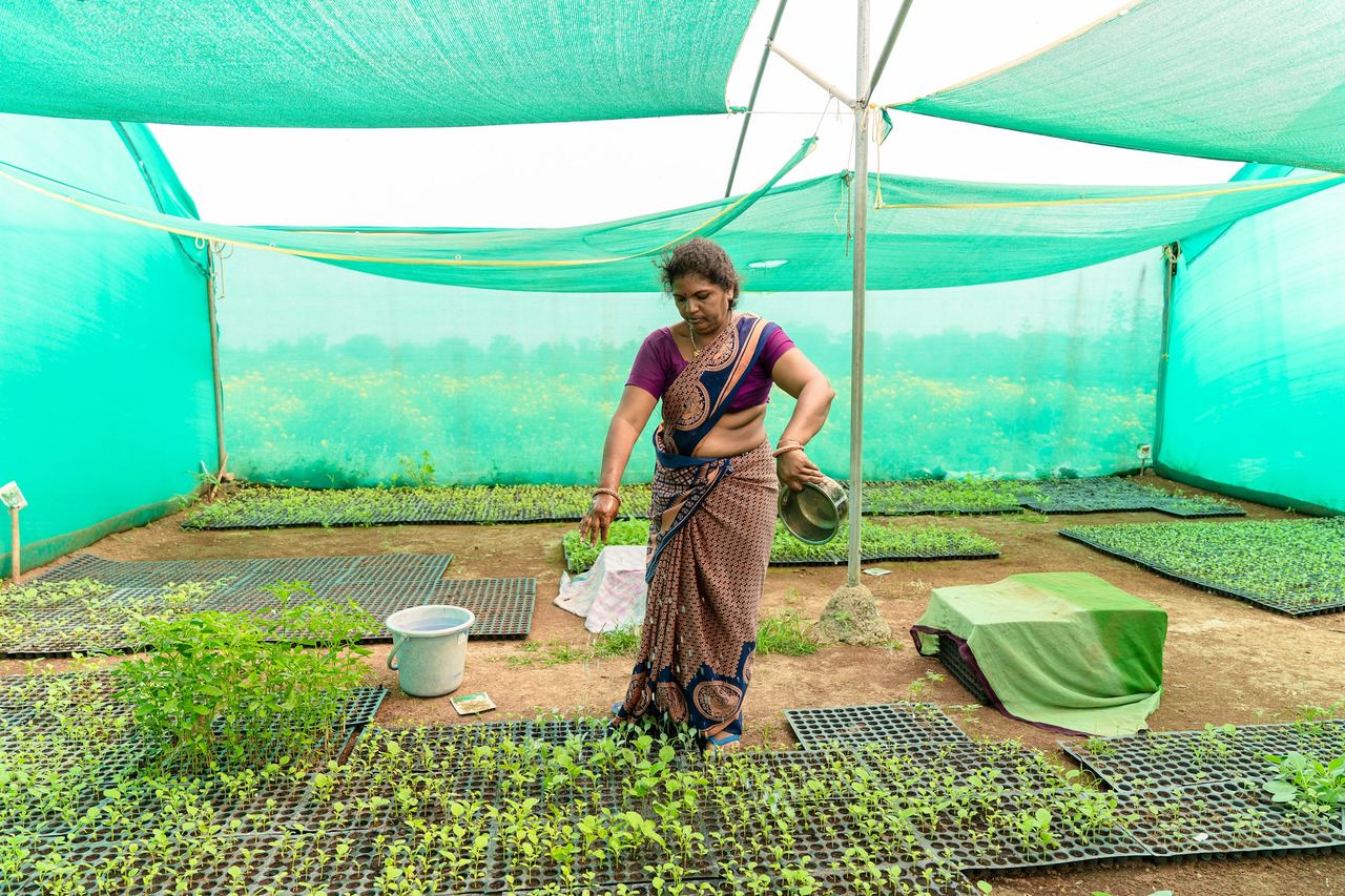 A farmer working among seedlings in a shade-net house