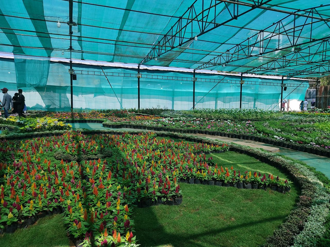 Seedlings and crops inside a shade-net house